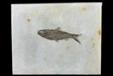 Fossil Fish (Knightia) - Wyoming #179213-1